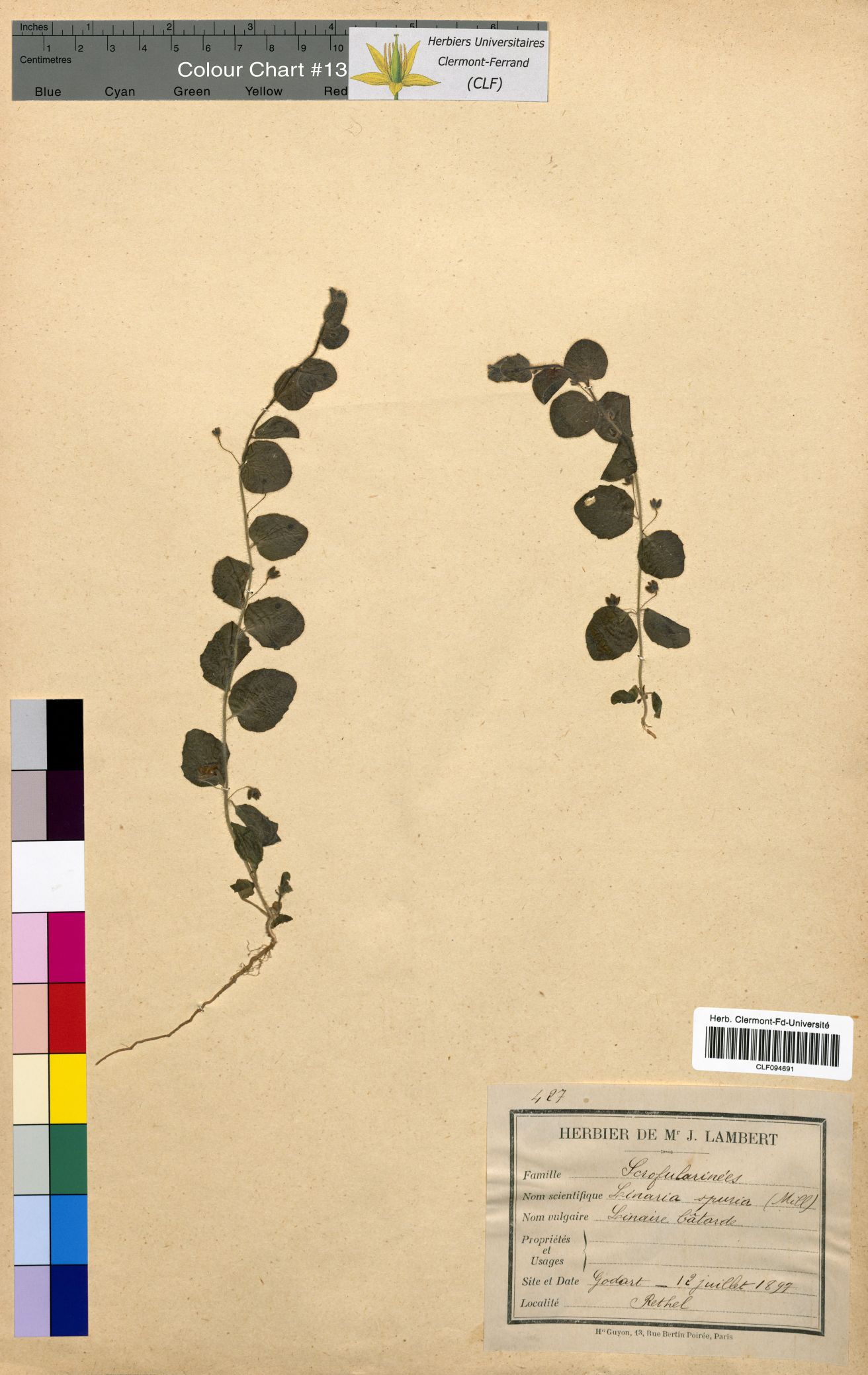 Linaria spuria CLF094691