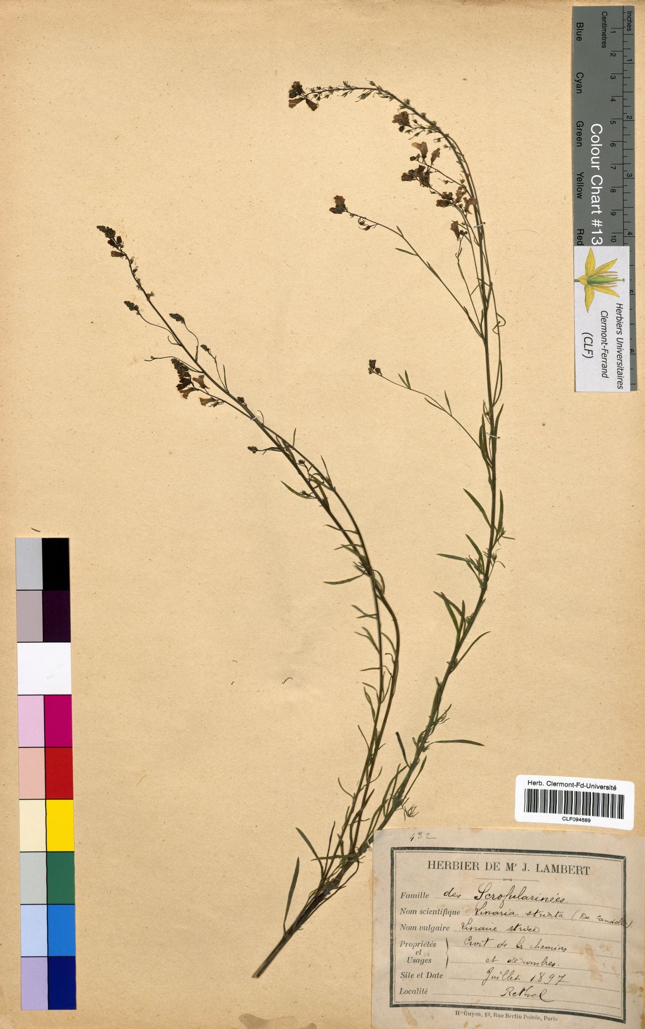 Linaria striata CLF094689