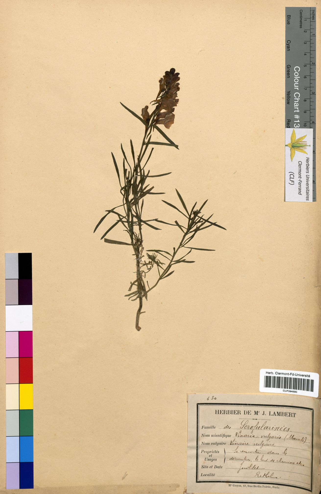 Linaria vulgaris CLF094690