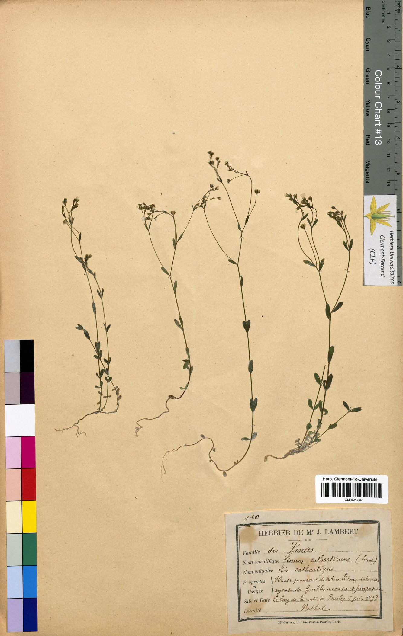 Linum catharticum CLF094595.1