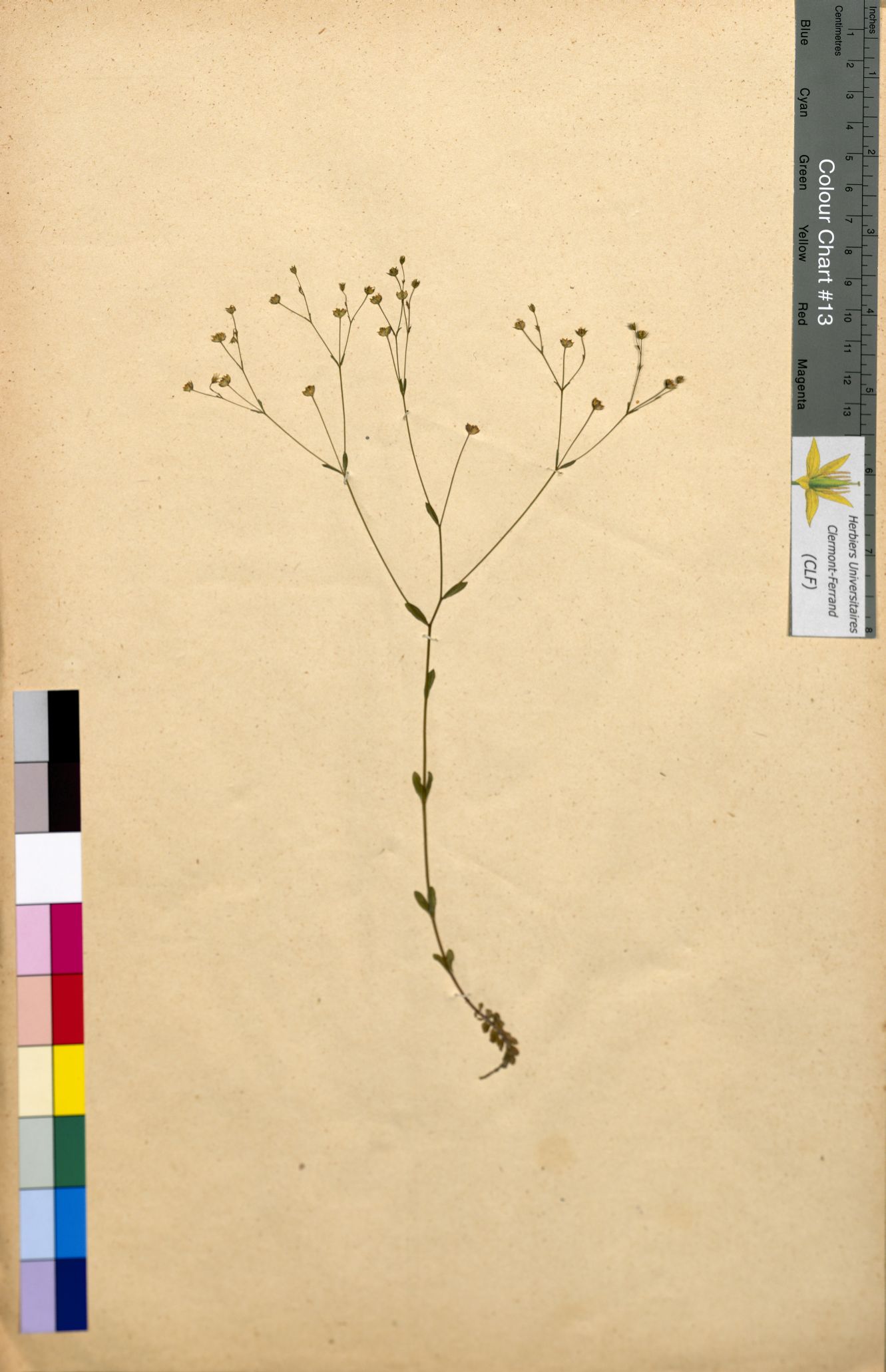 Linum catharticum CLF094595.2