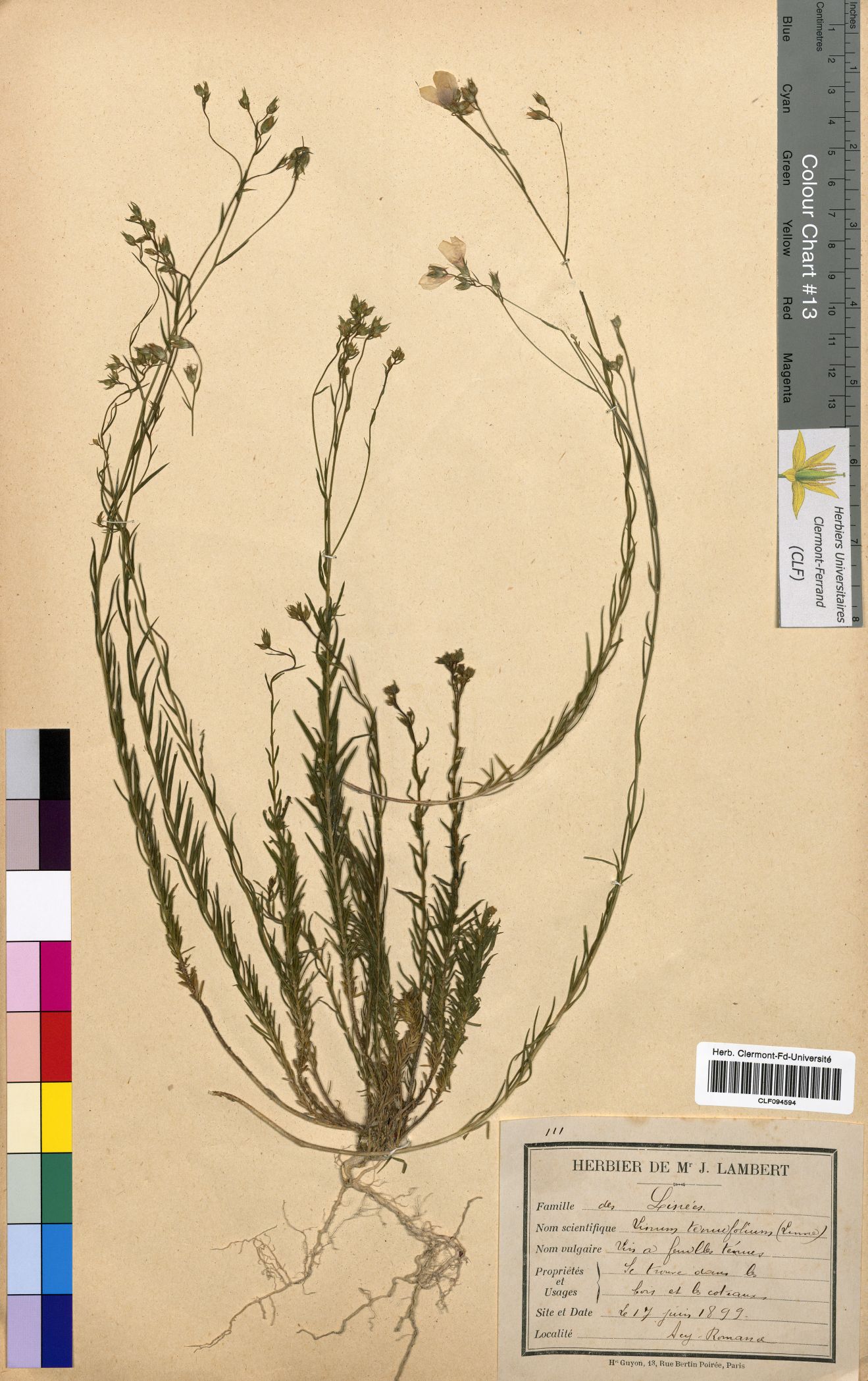 Linum tenuifolium CLF094594