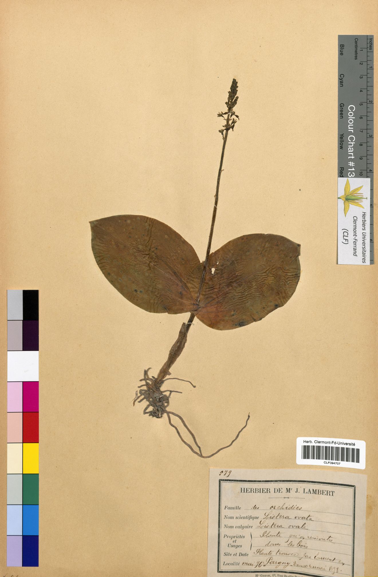 Listera ovata CLF094707