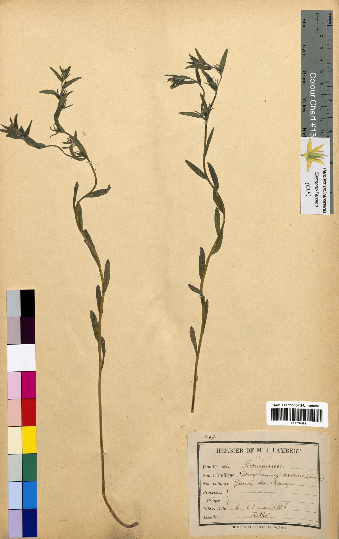 Lithospermum arvense CLF094698