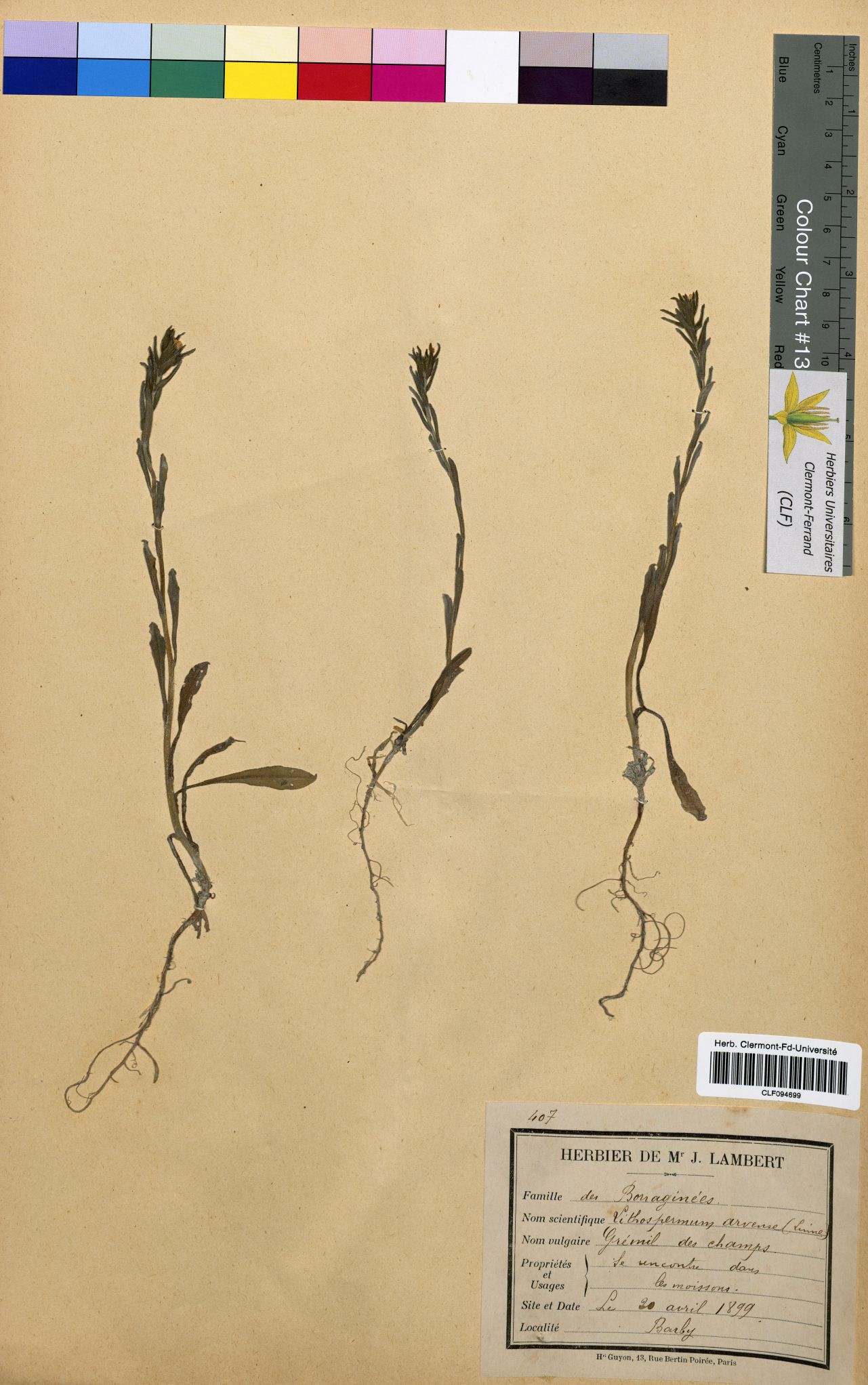Lithospermum arvense CLF094699