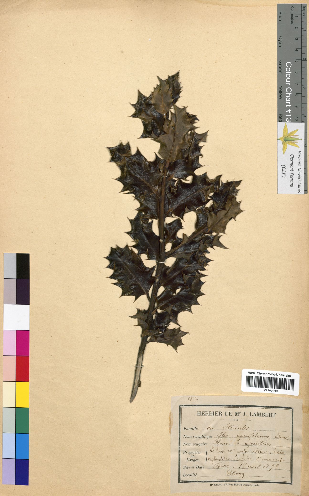 Llex aquifolium CLF094799
