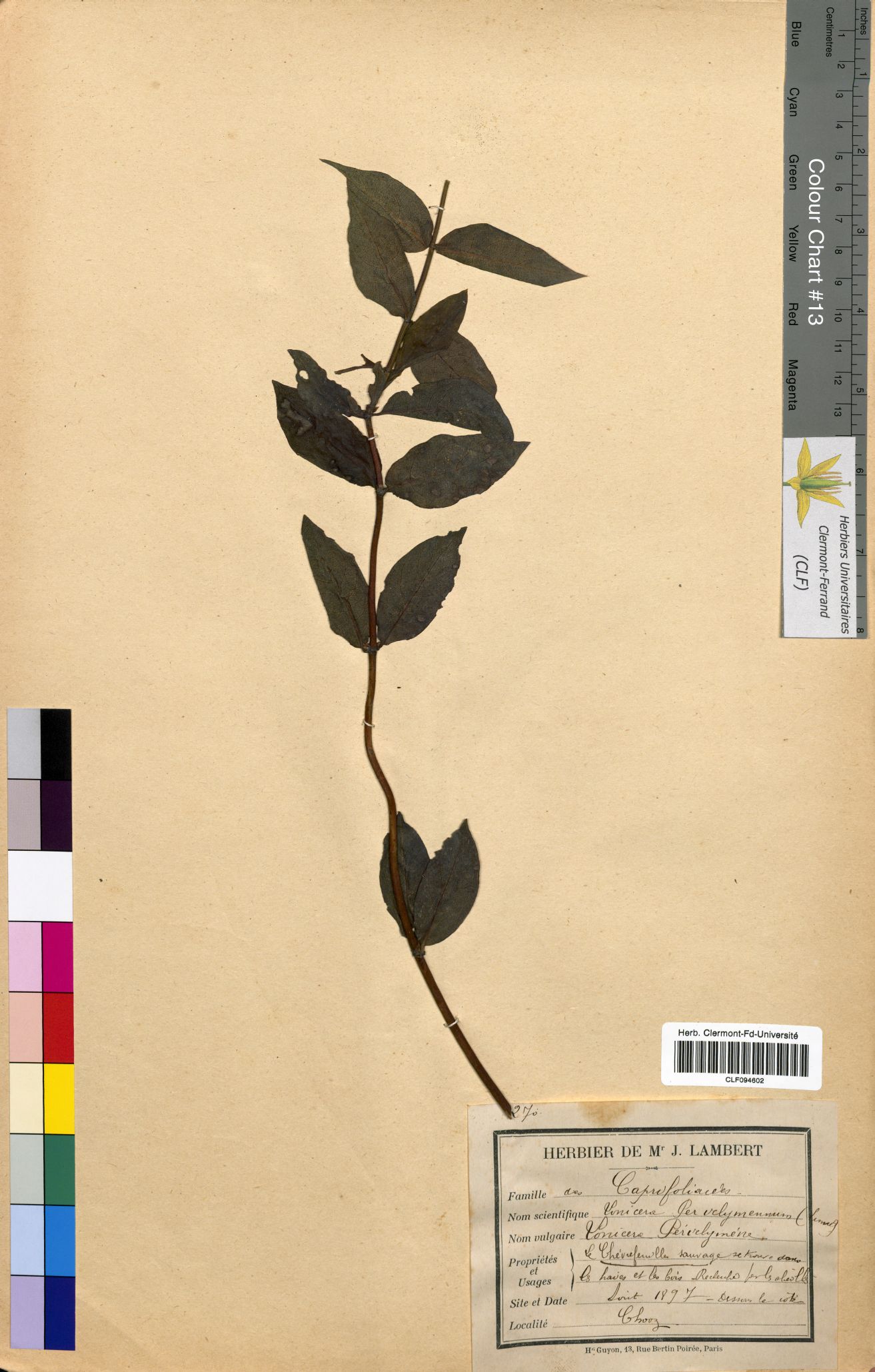 Lonicera periclymenum CLF094602
