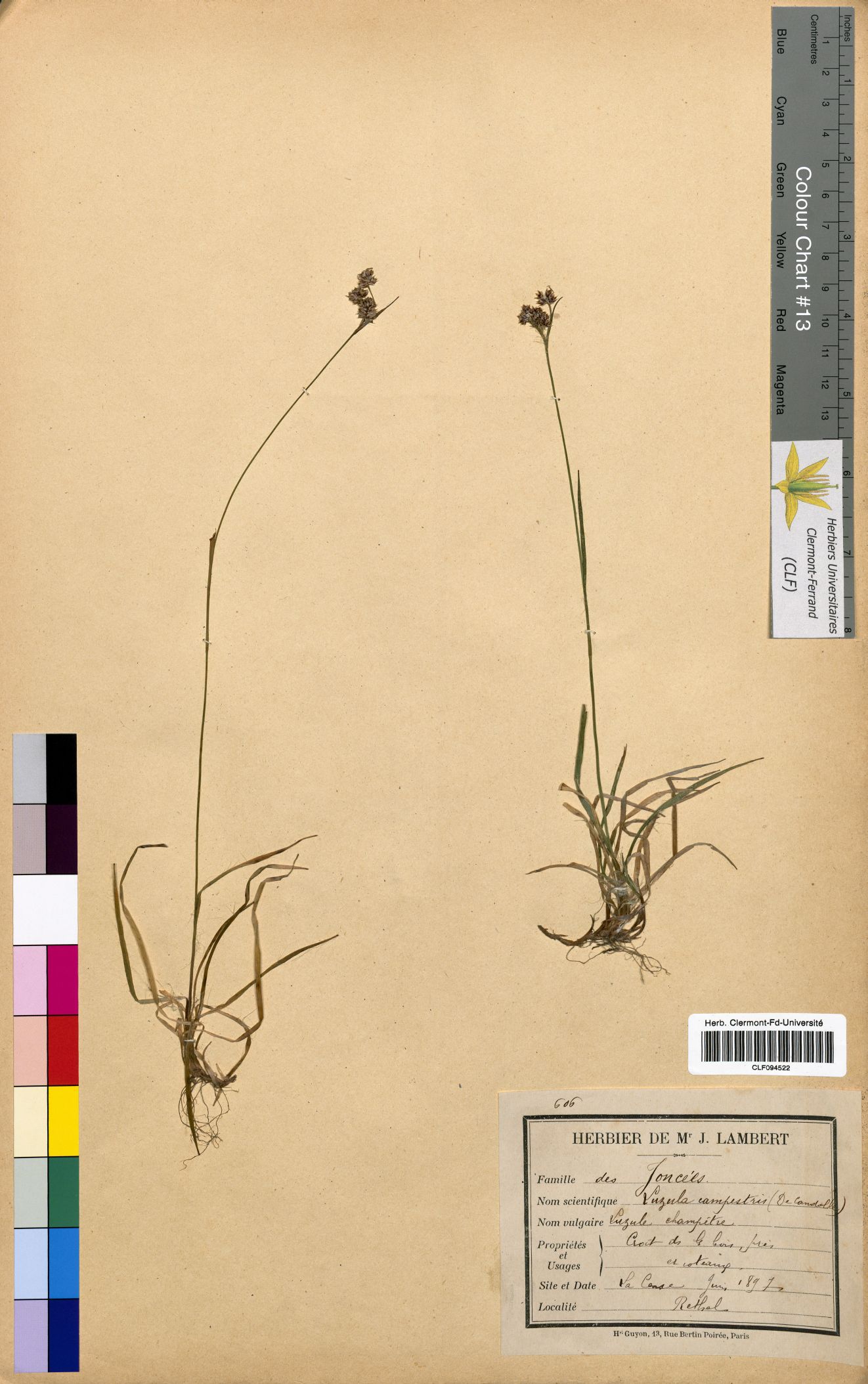 Luzula campestris CLF094522