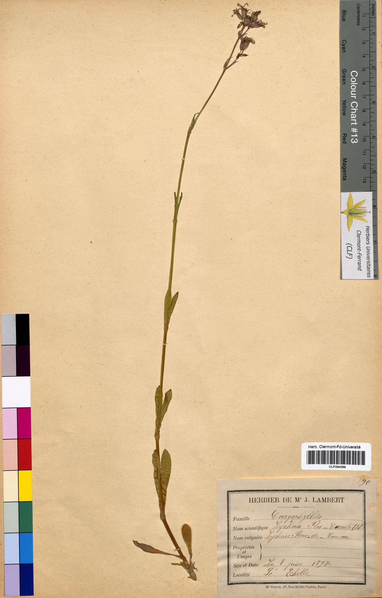 Lychnis flos cuculi CLF094589