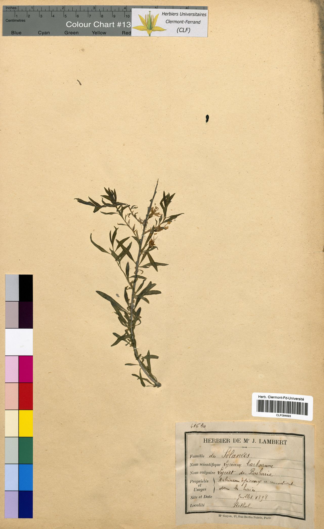Lycium barbarum CLF094693