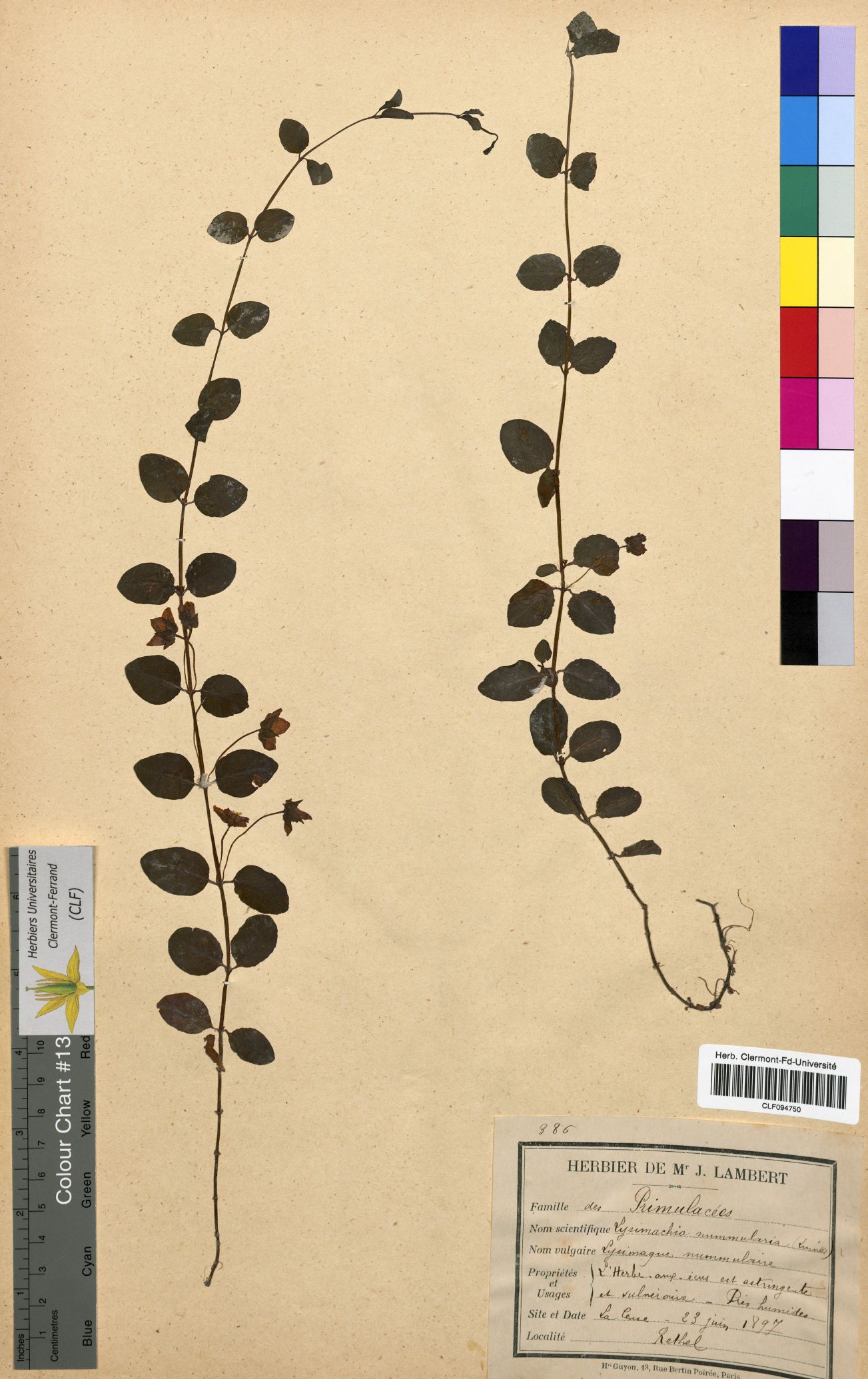 Lysimachia nummularia CLF094750