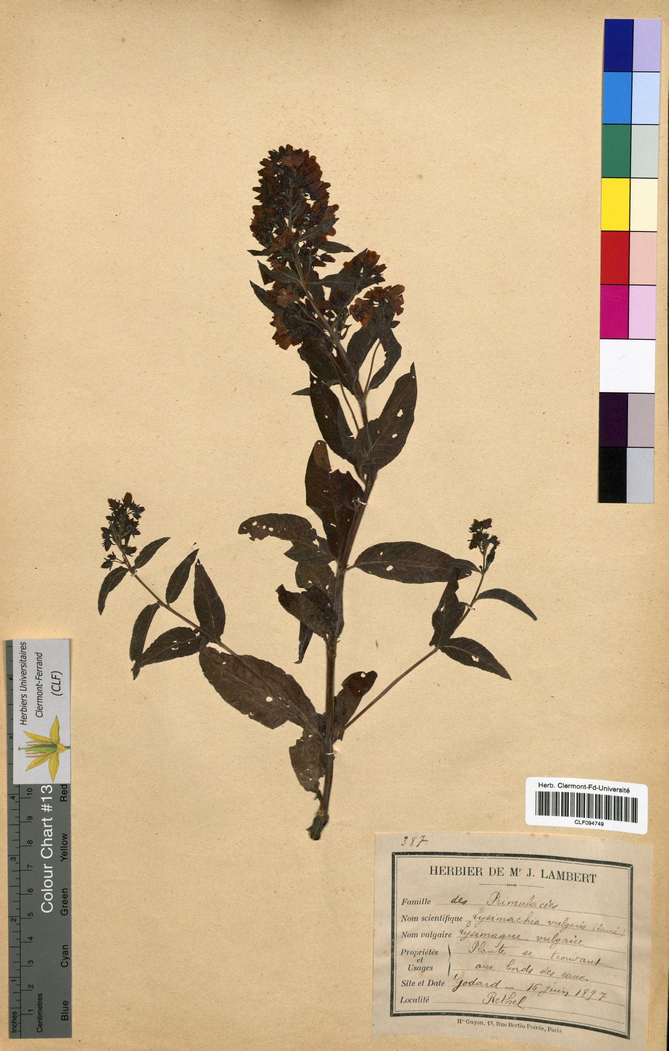 Lysimachia vulgaris CLF094749