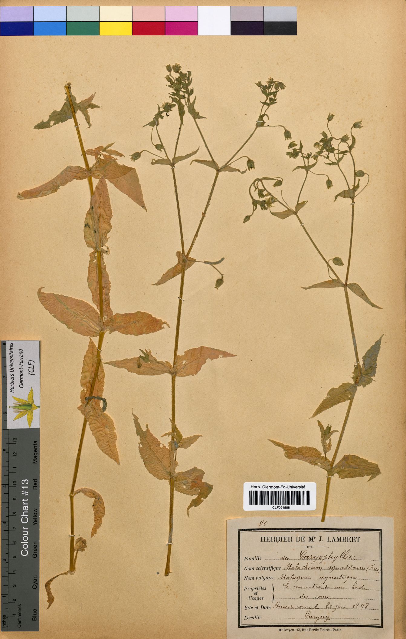 Malachium aquaticum CLF094588