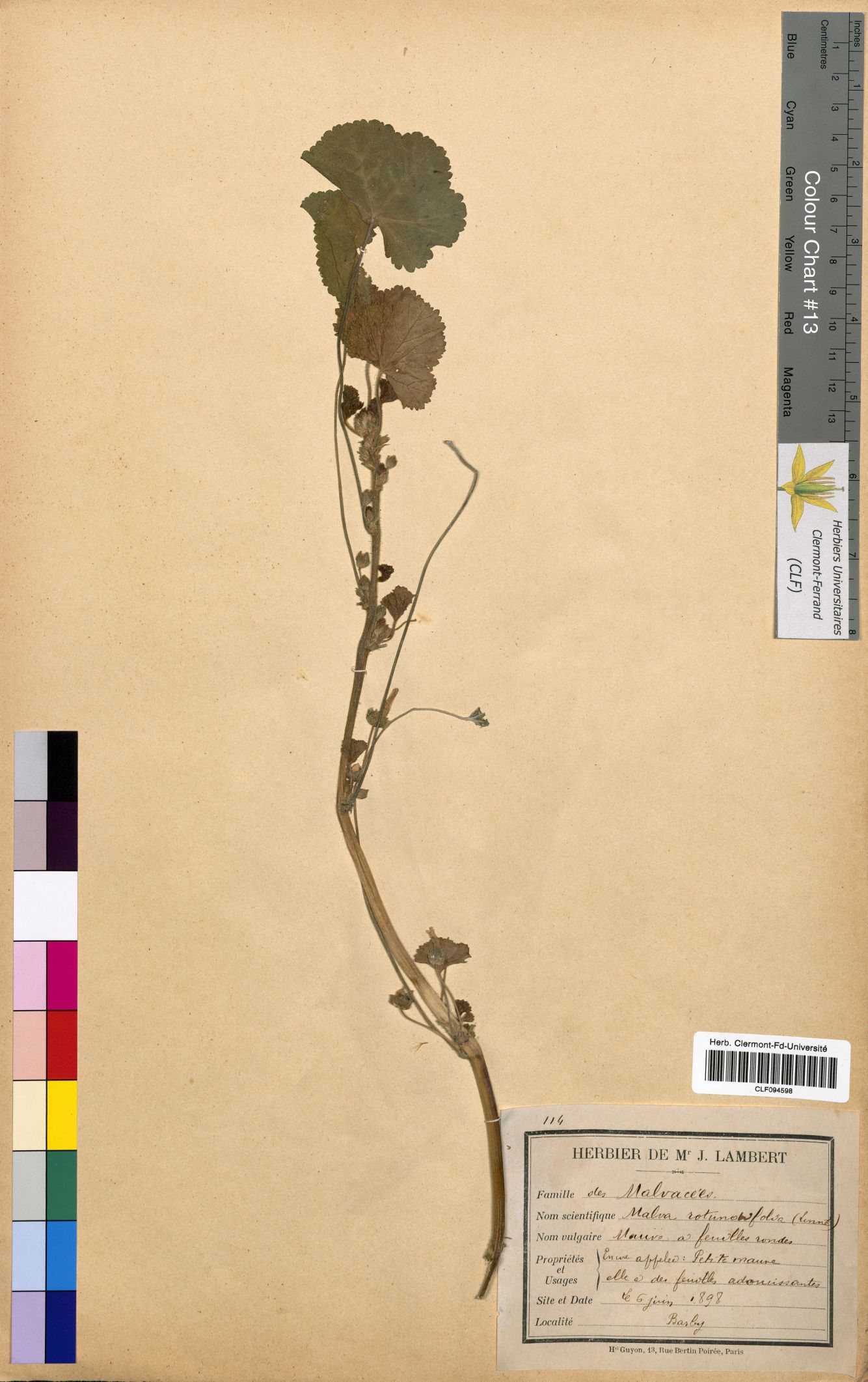Malva rotundifolia CLF094598