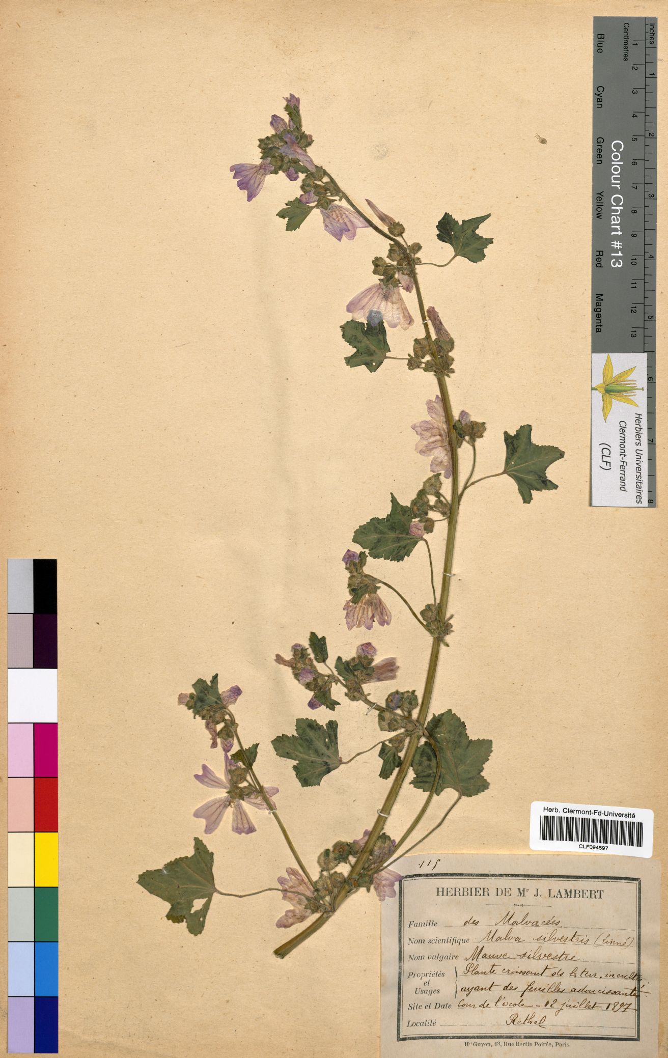 Malva sylvestris CLF094597