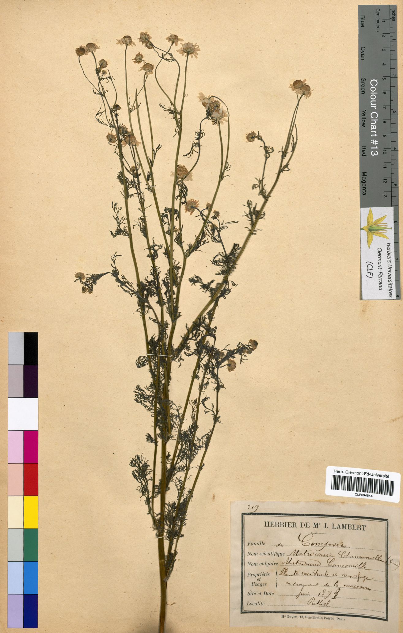 Matricaria chamomilla CLF094644