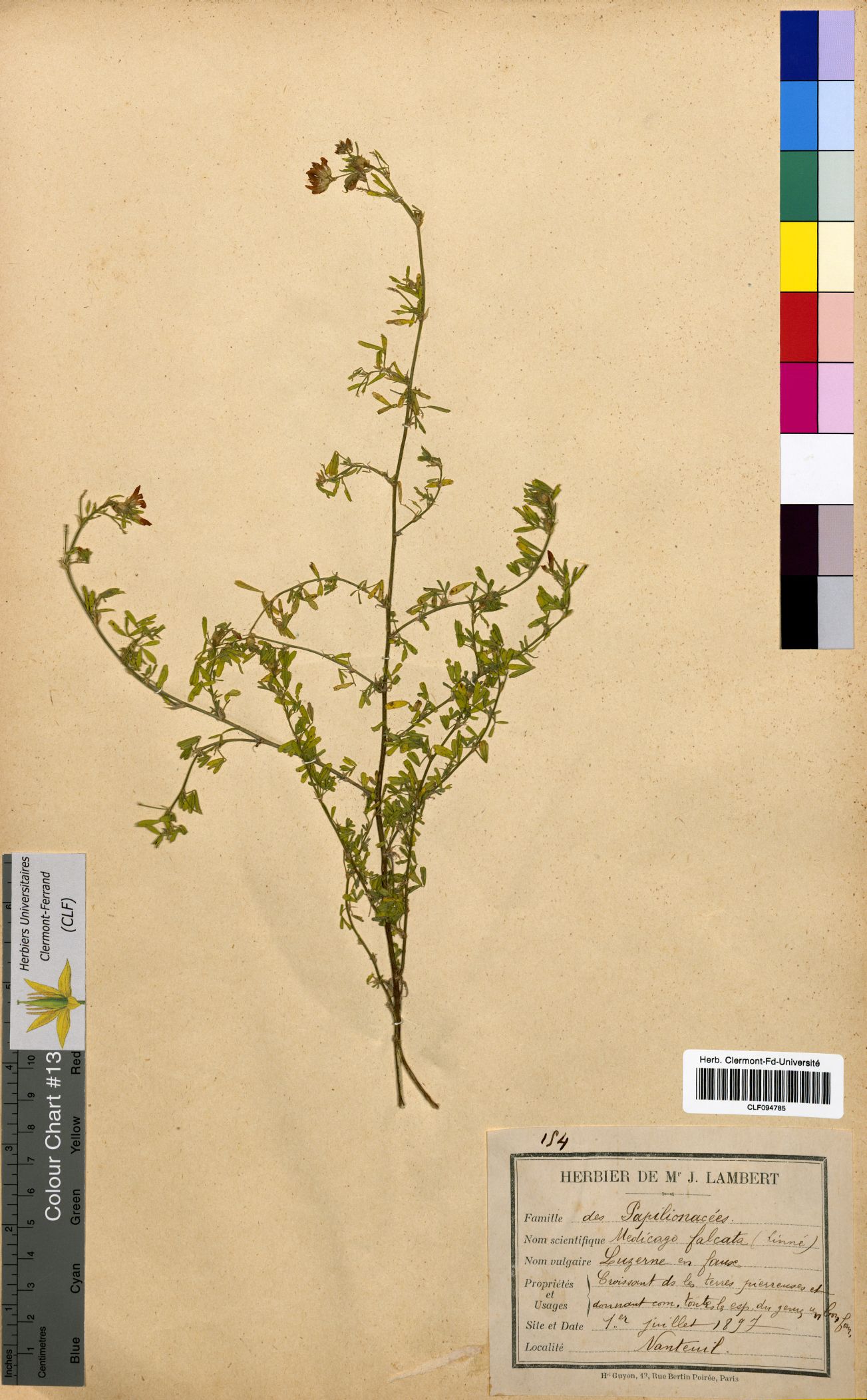 Medicago falcata CLF094785