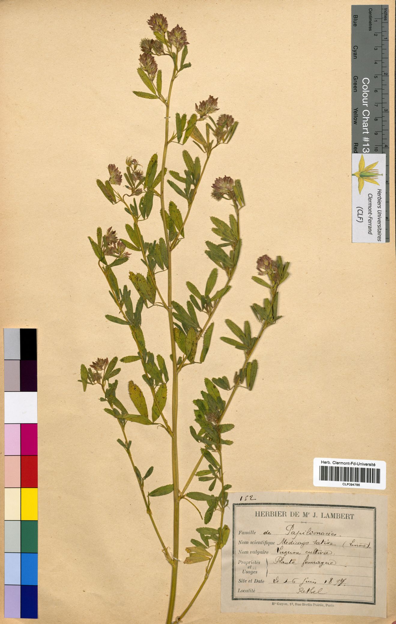 Medicago sativa CLF094786