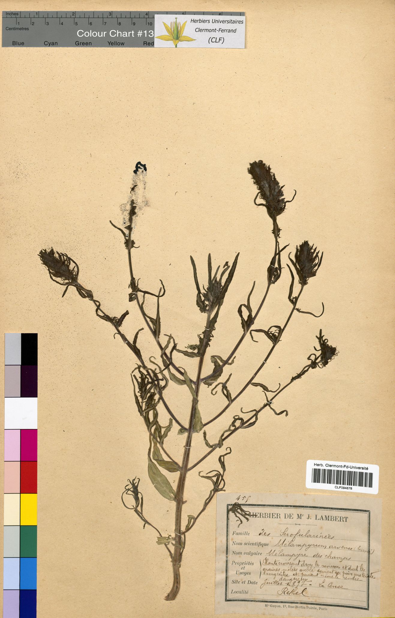 Melampyrum arvense CLF094678