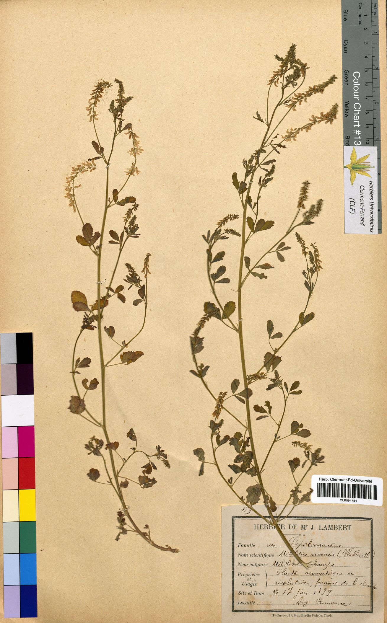 Melilotus arvensis CLF094784