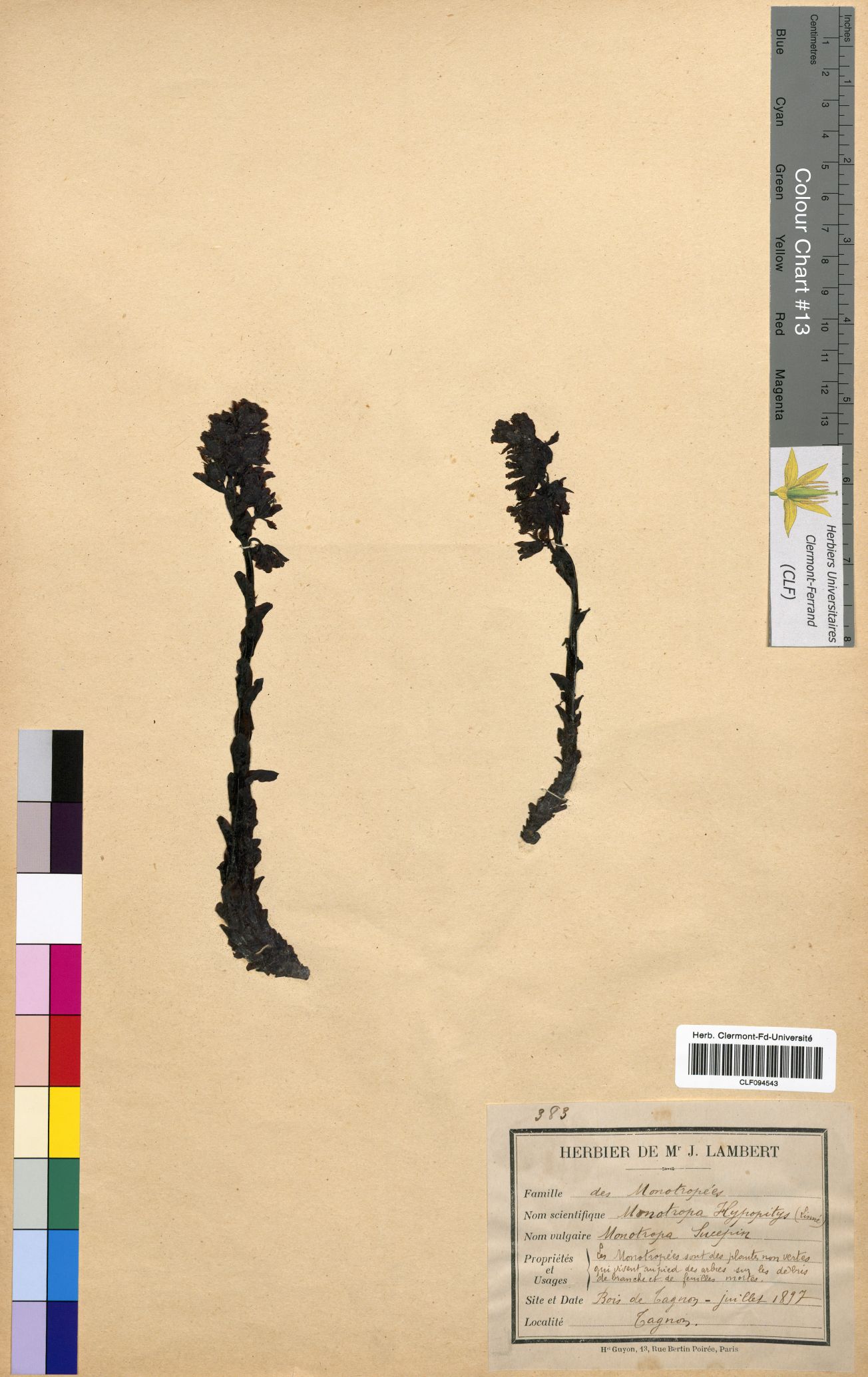 Monotropa hypopitys CLF094543