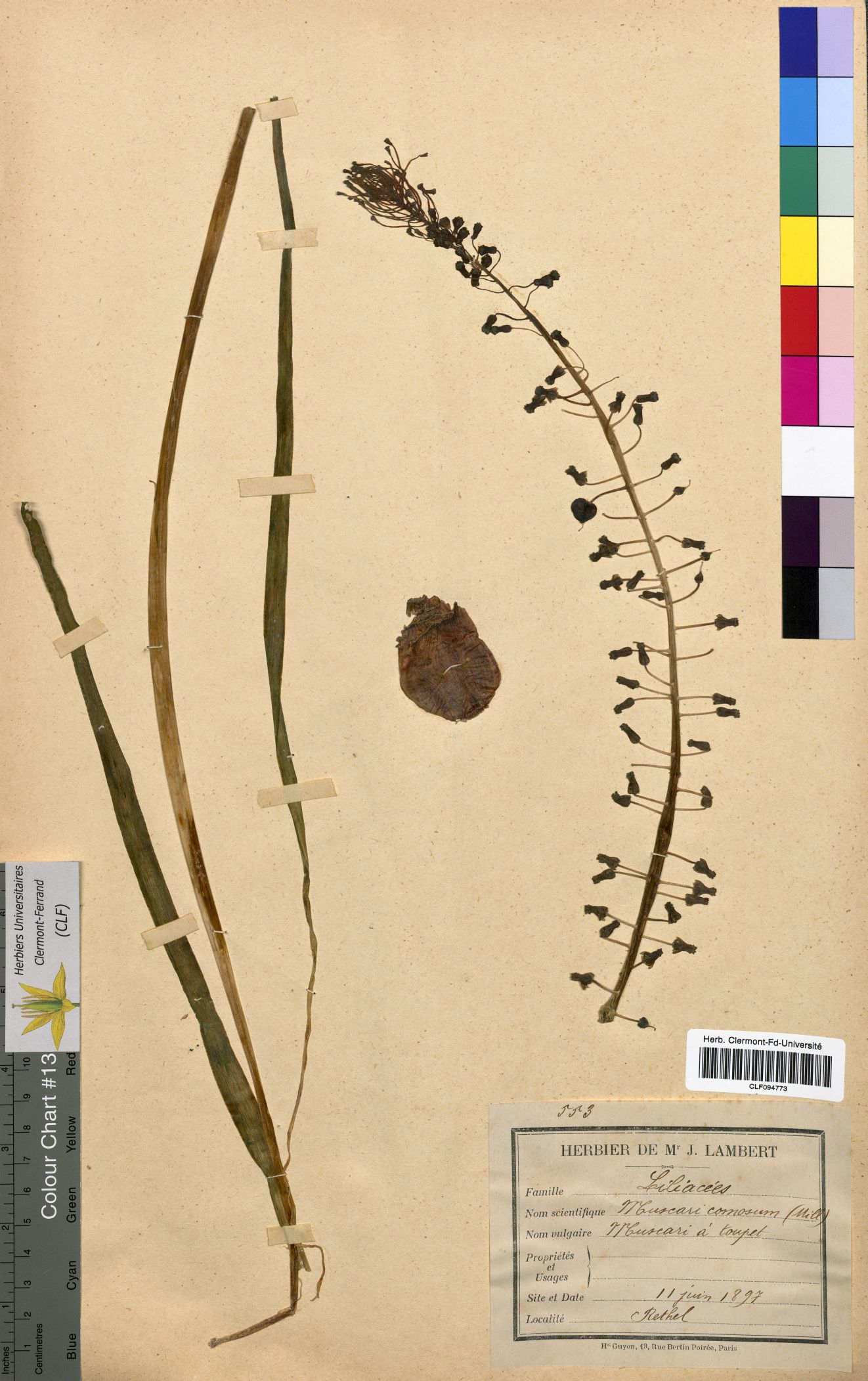 Muscari comosum CLF094773