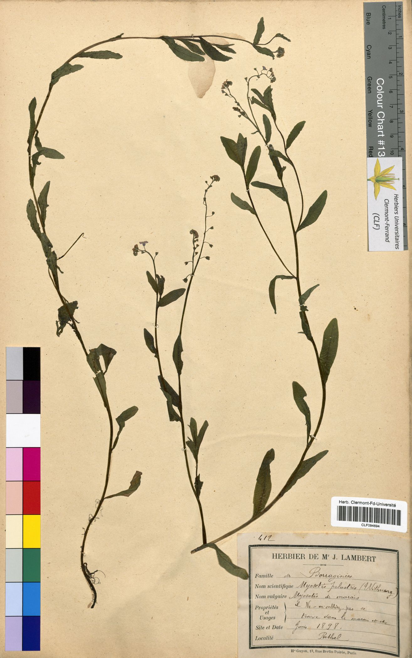 Myosotis palustris CLF094694