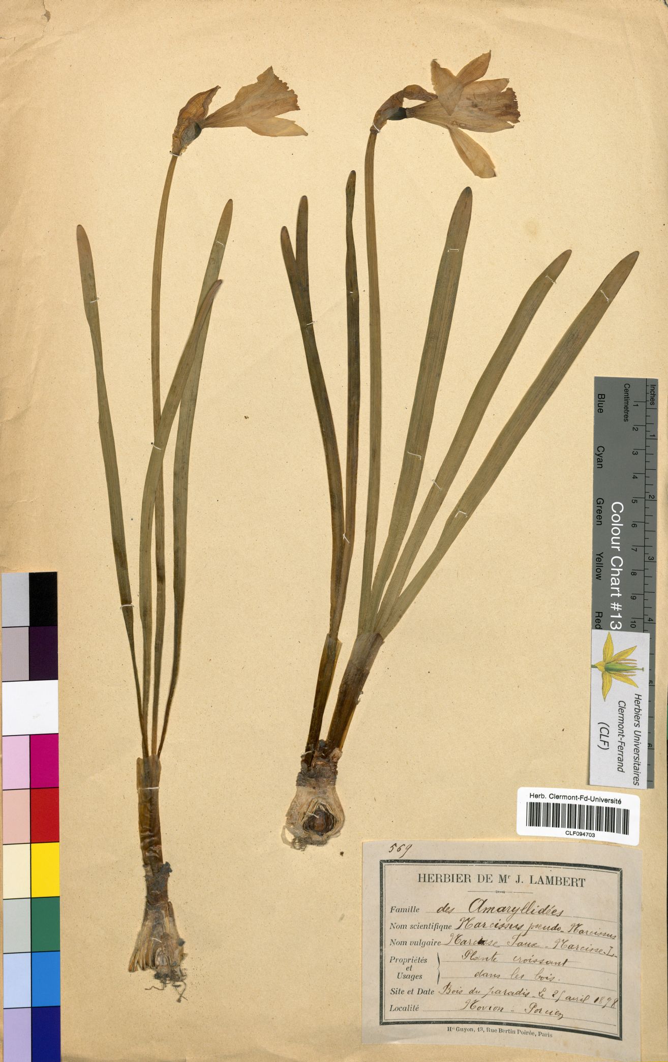 Narcissus pseudonarciss CLF094703