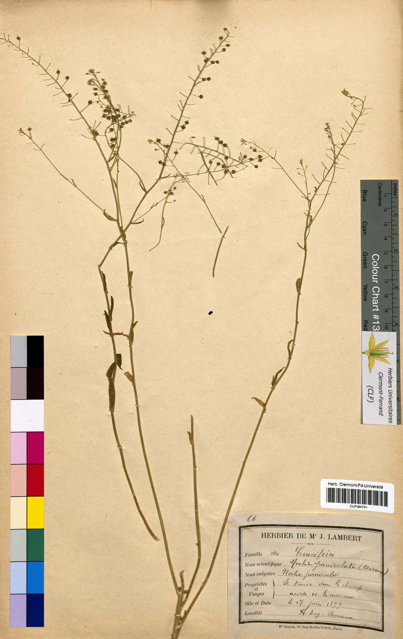 Neslia paniculata CLF094741