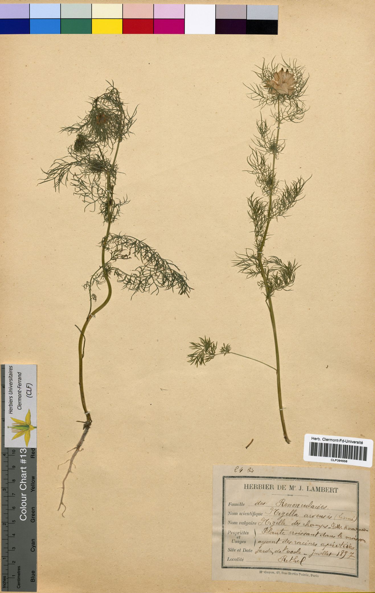 Nigella arvensis CLF094658