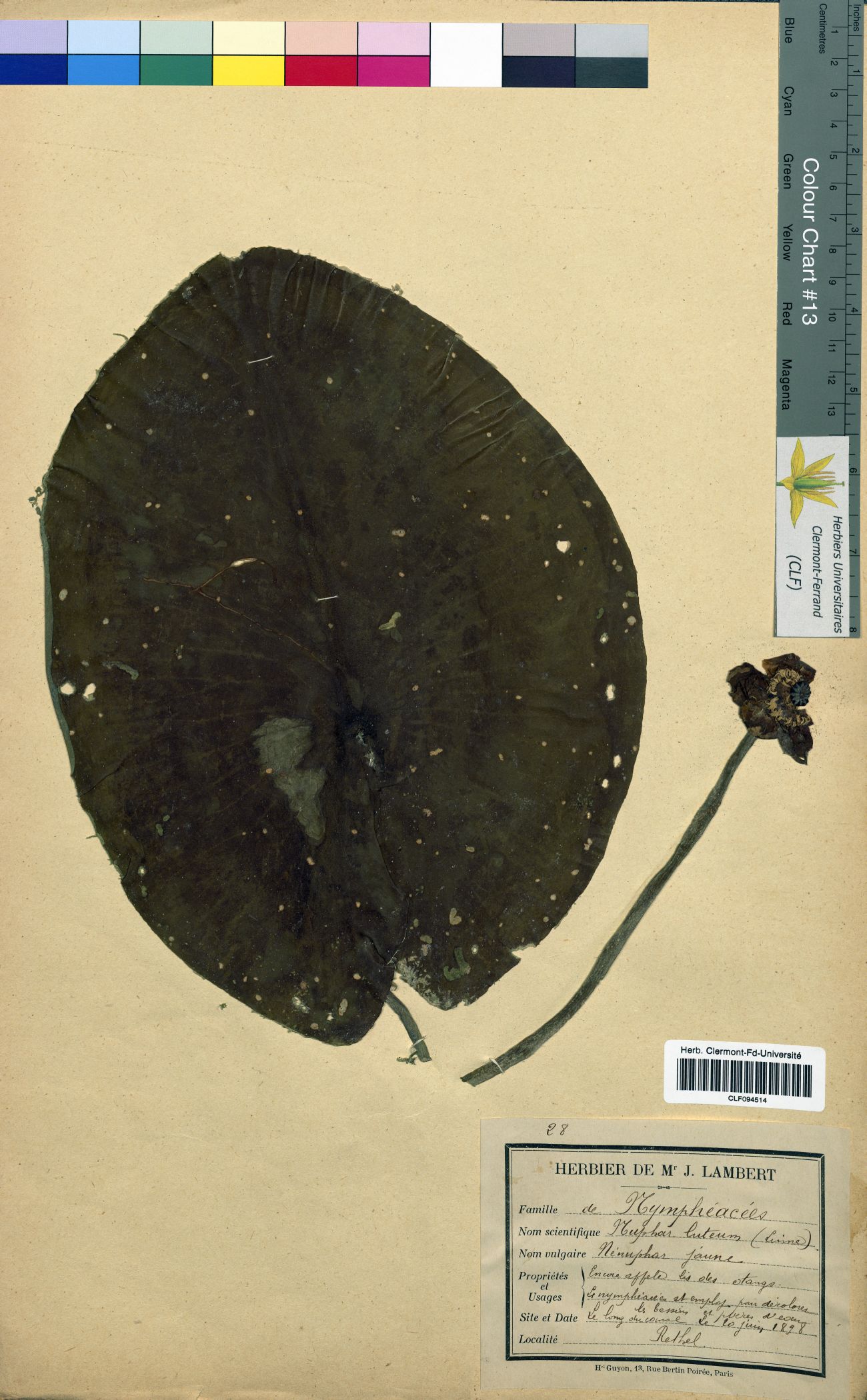 Nuphar lutea CLF094514
