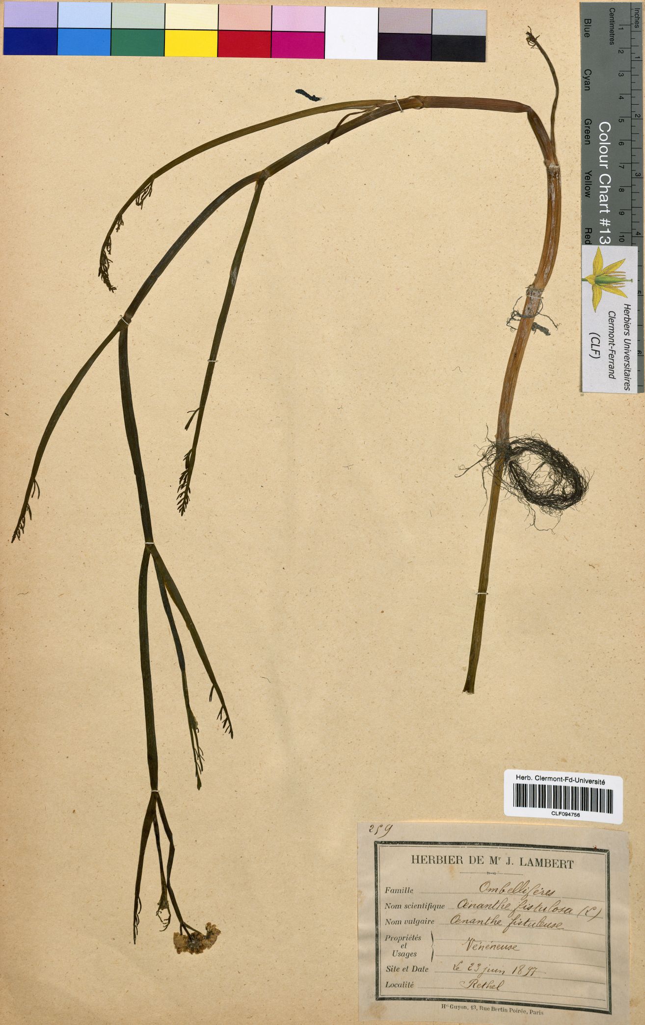 Oenanthe fistulosa CLF094756