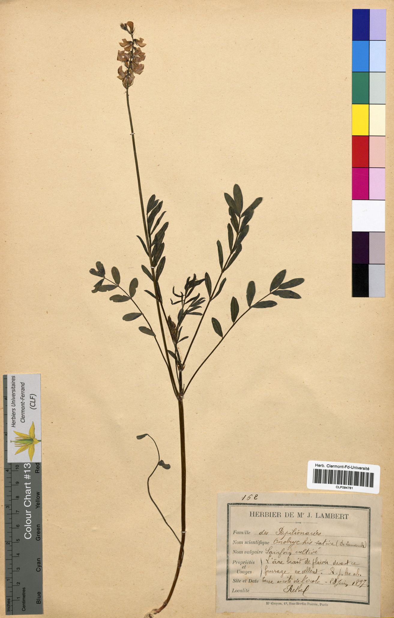 Onobrychis sativa CLF094781