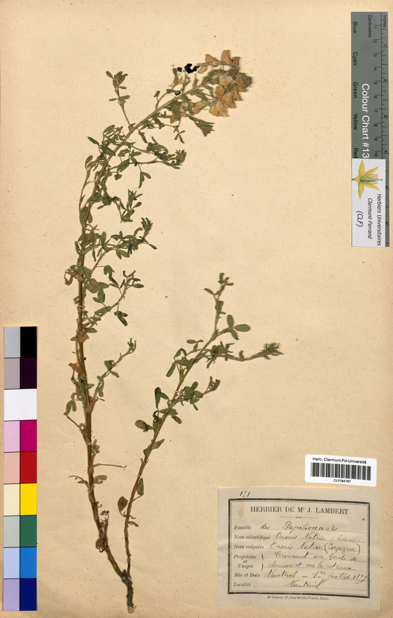 Ononis natrix CLF094787