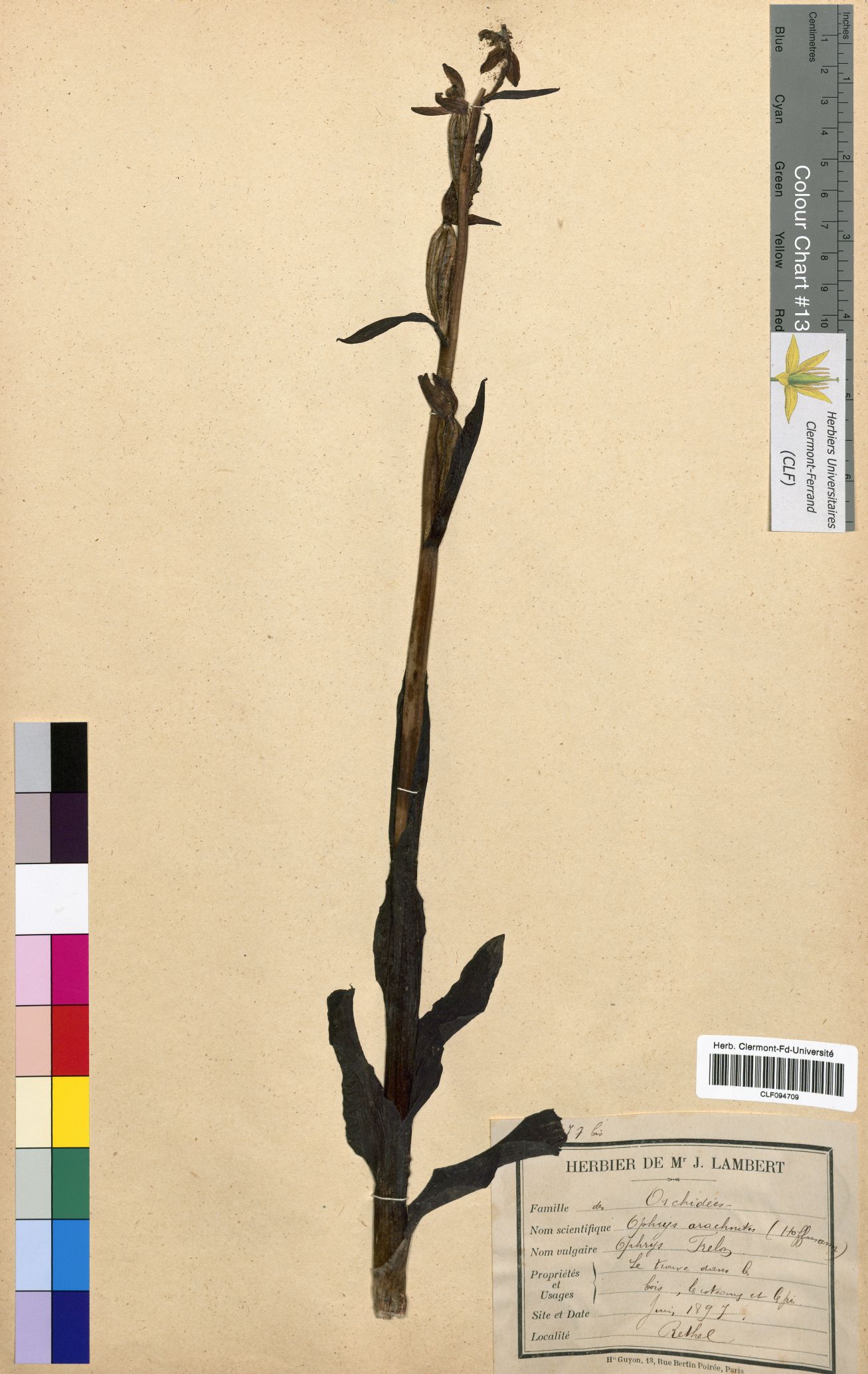 Ophrys arachnites CLF094709