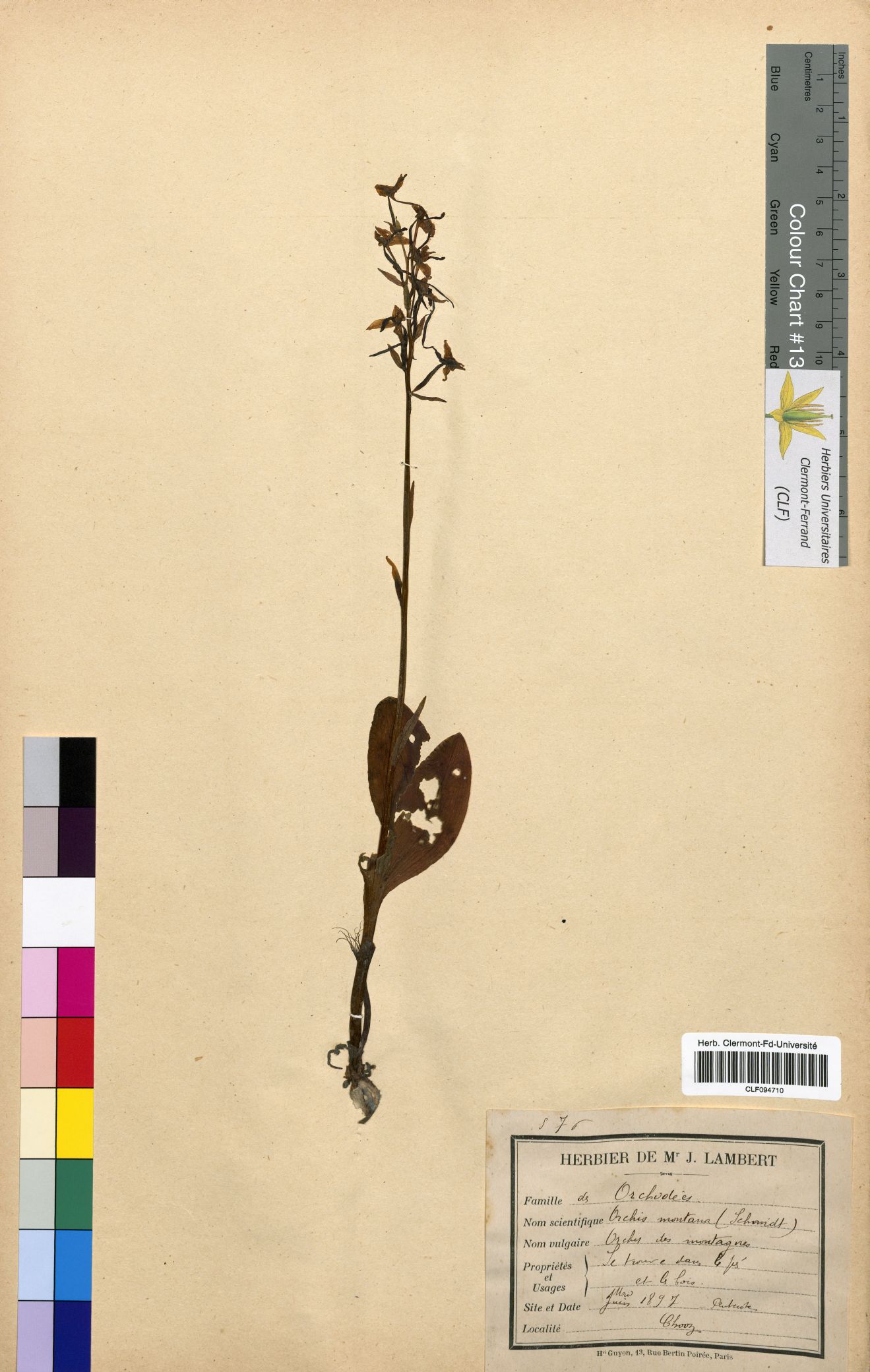 Orchis montana CLF094710.1