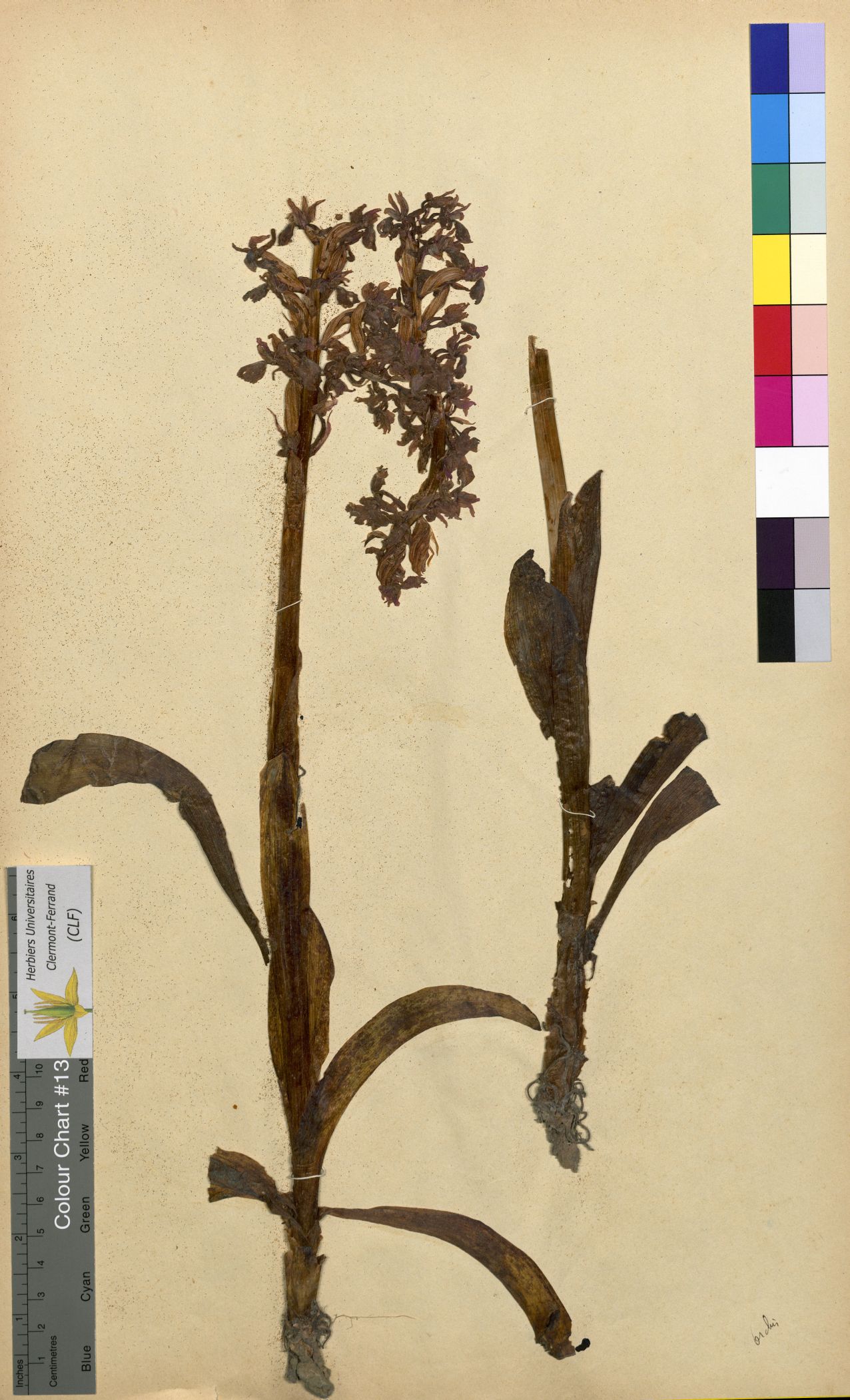 Orchis montana CLF094710.2