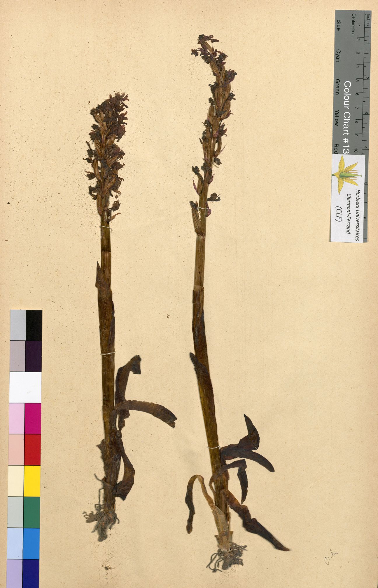 Orchis montana CLF094710.3