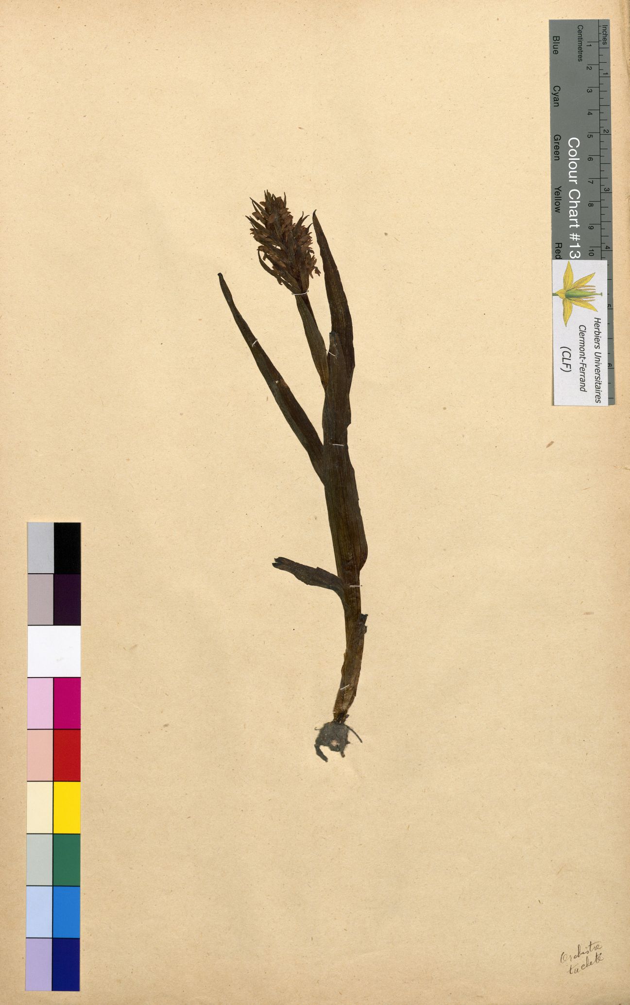 Orchis montana CLF094710.4