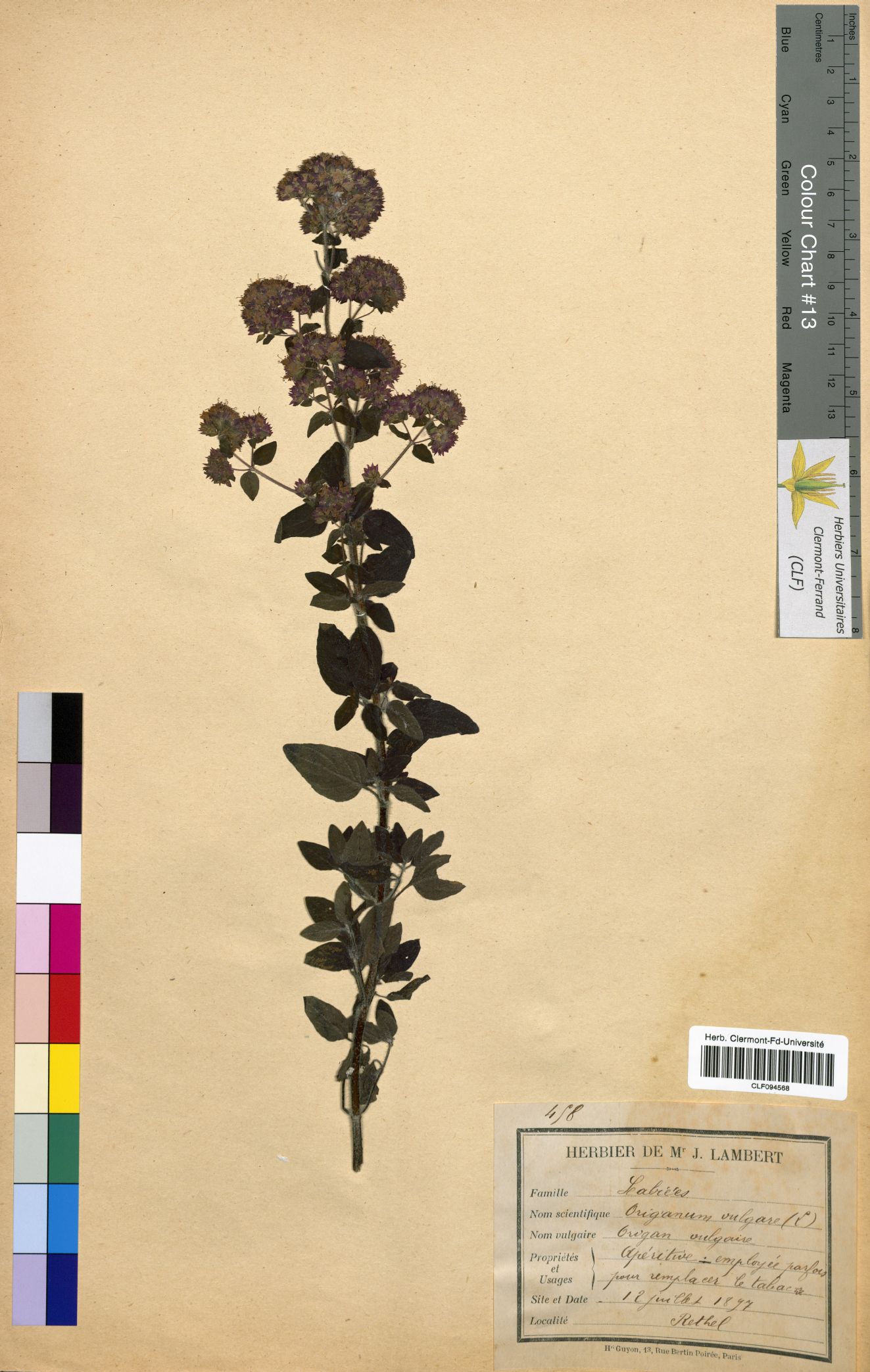 Origanum vulgare CLF094568