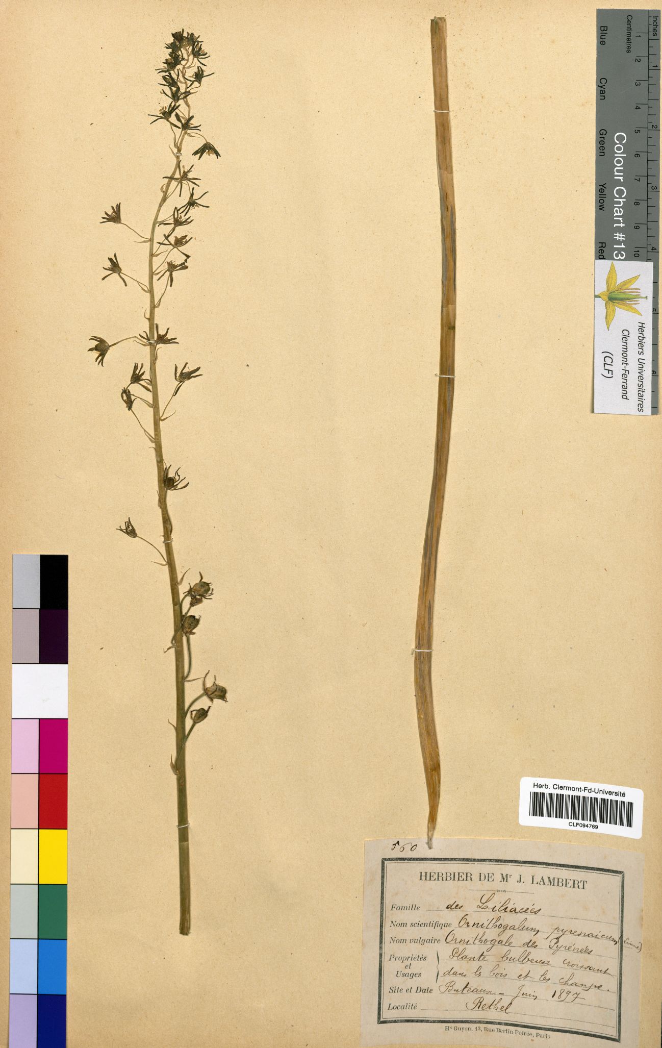 Ornithogalum pyrenaicum CLF094769