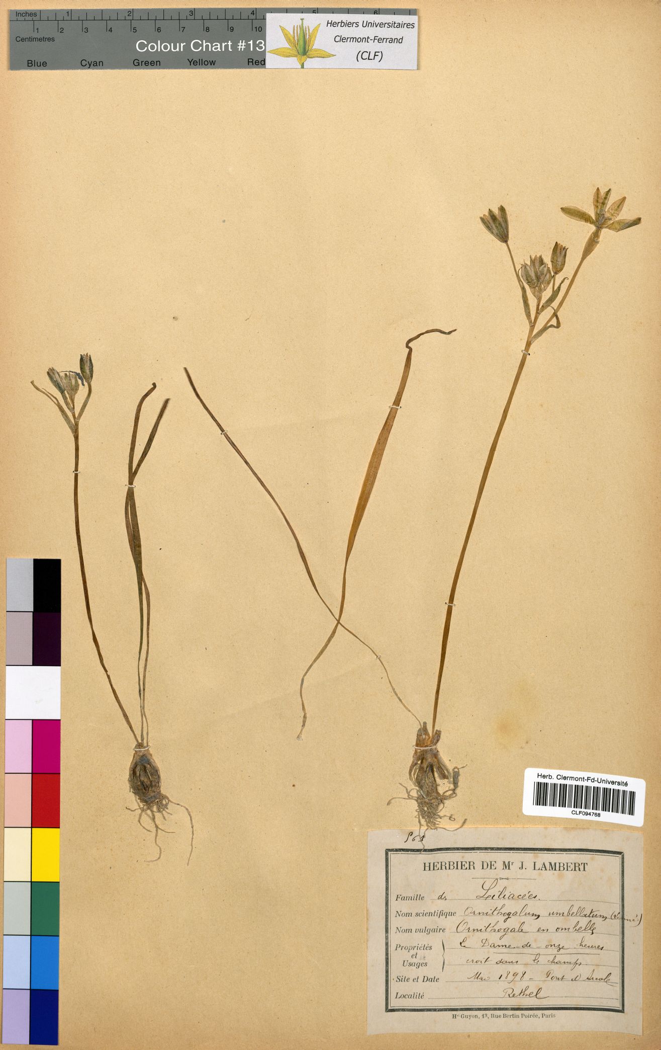Ornithogalum umbellatum CLF094768