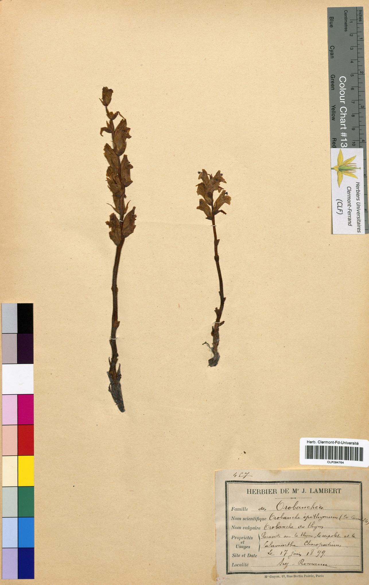 Orobranche epithymum CLF094764