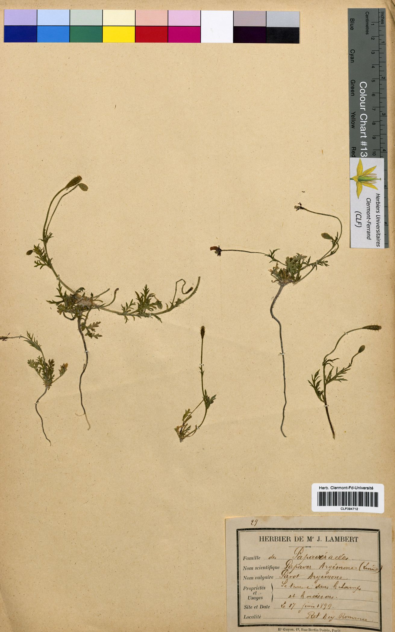Papaver argemone CLF094712