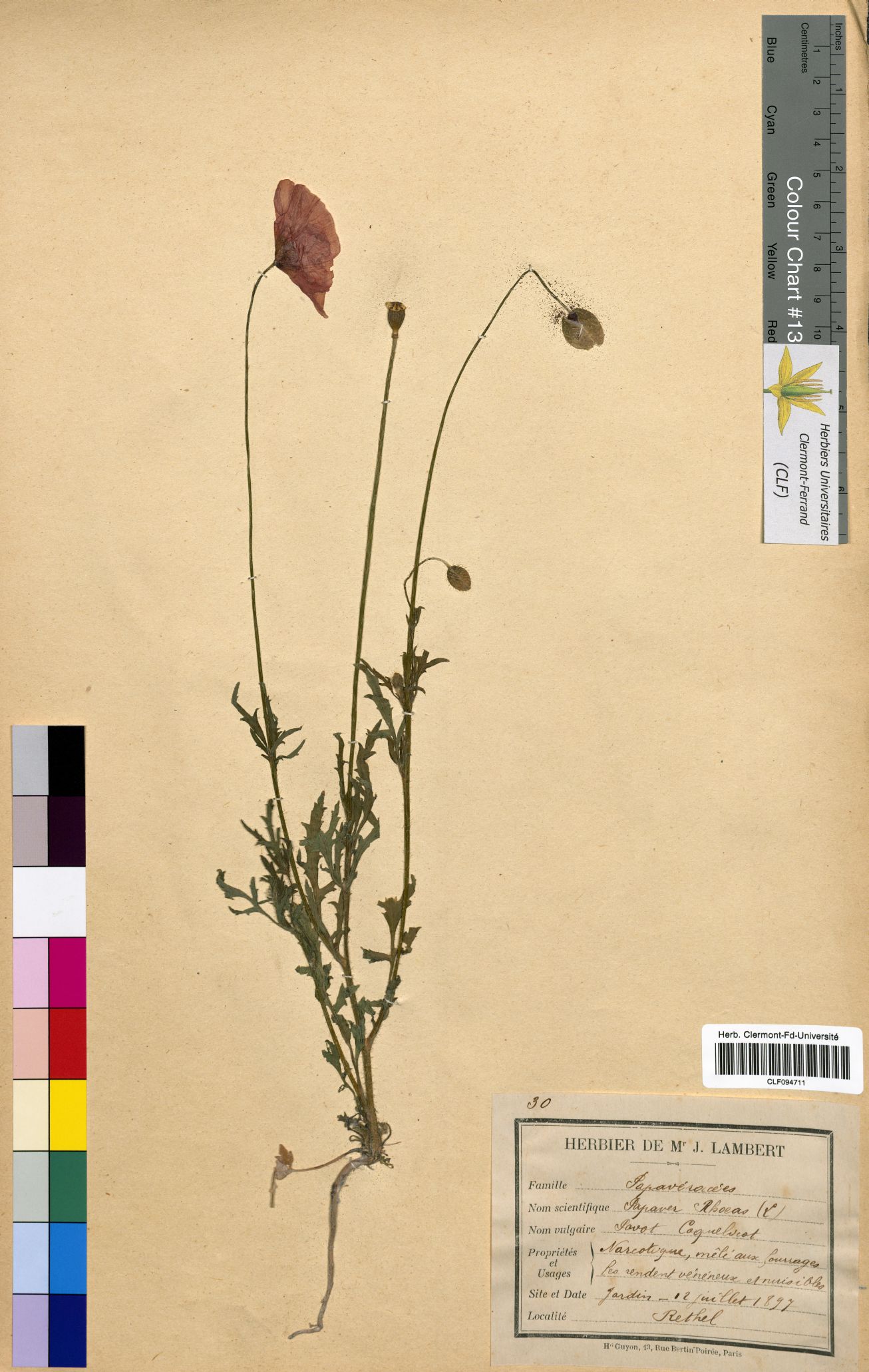 Papaver rhoeas CLF094711