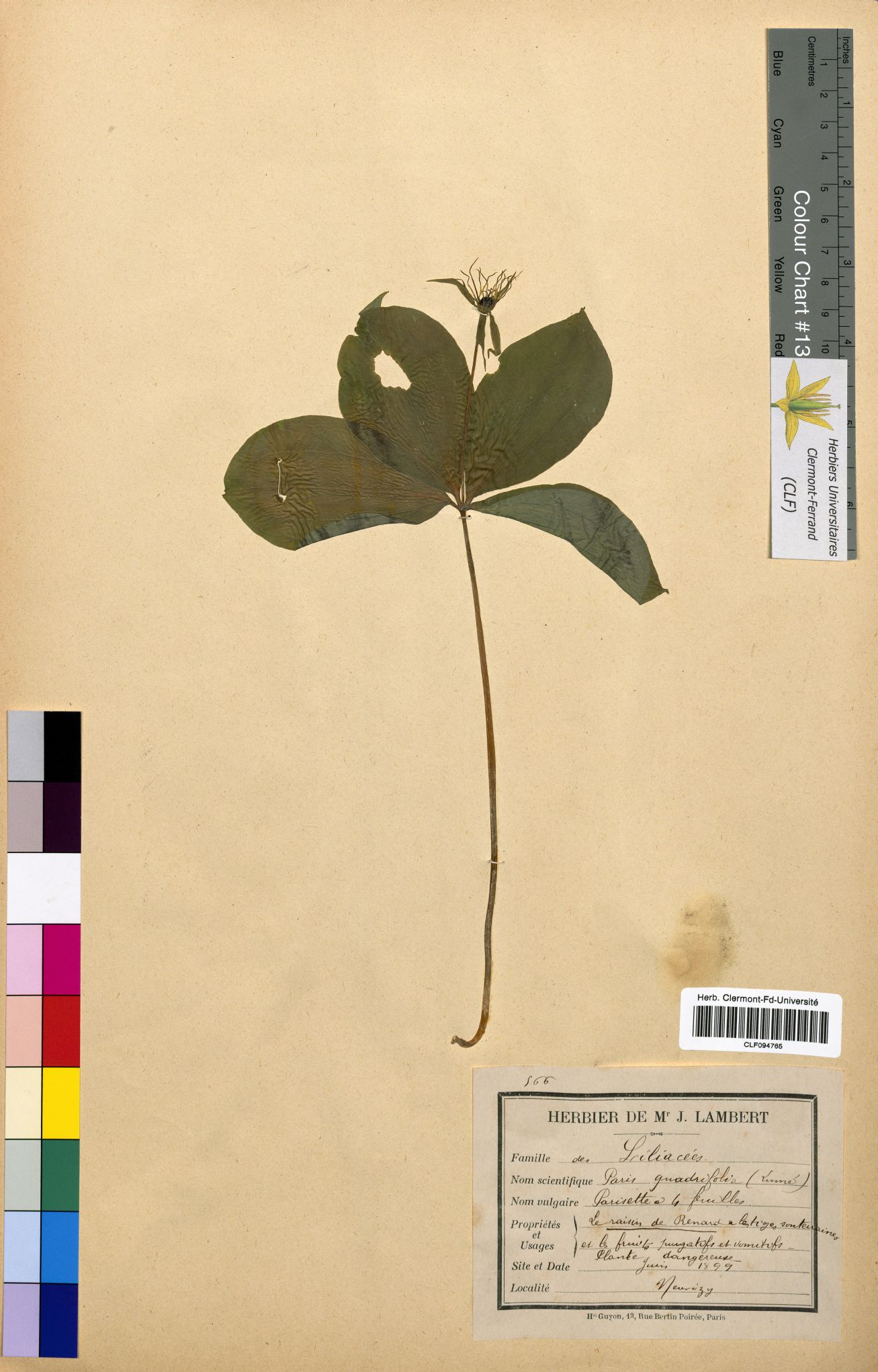 Paris quadrifolia CLF094765