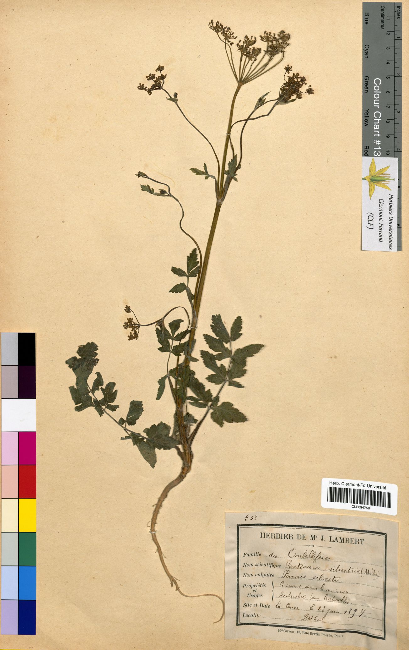 Pastinaca sylvestris CLF094758