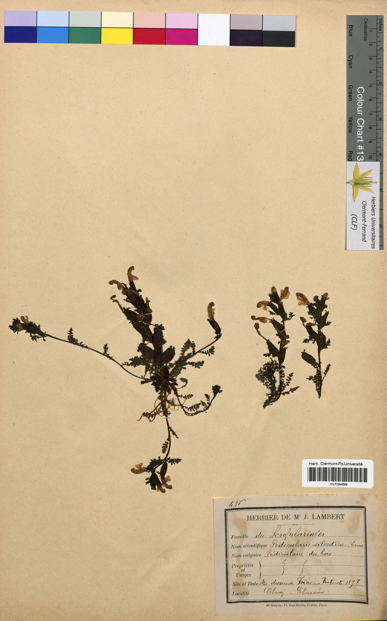 Pedicularis sylvatica CLF094688