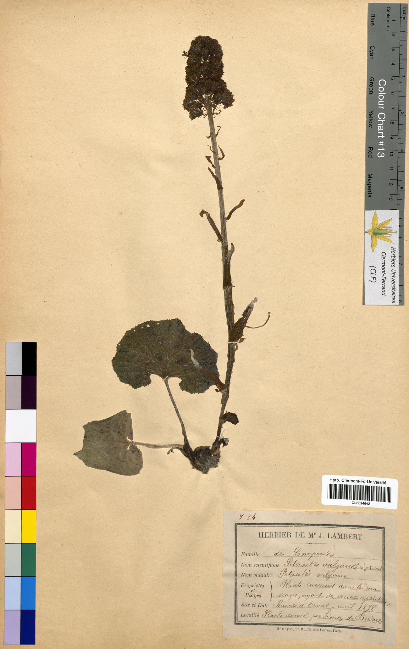 Petasites vulgaris CLF094642