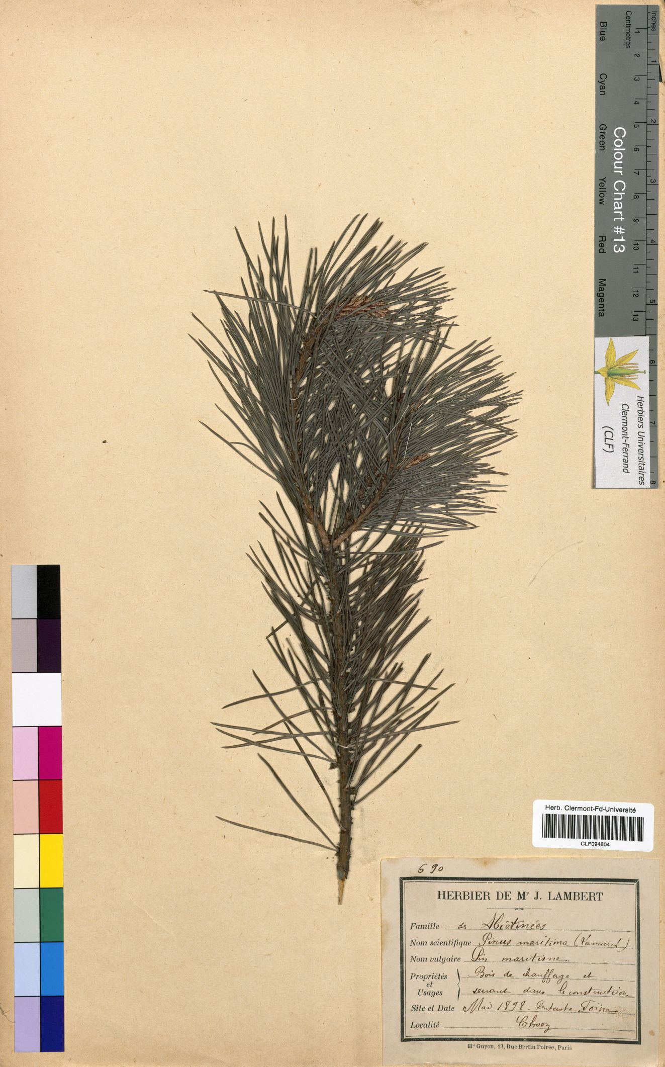 Pinus maritima CLF094604